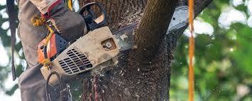 Best Tree Disease Treatment  in Mcguire Af, NJ