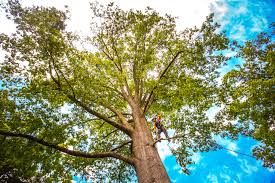 Best Tree Preservation Services  in Mcguire Af, NJ