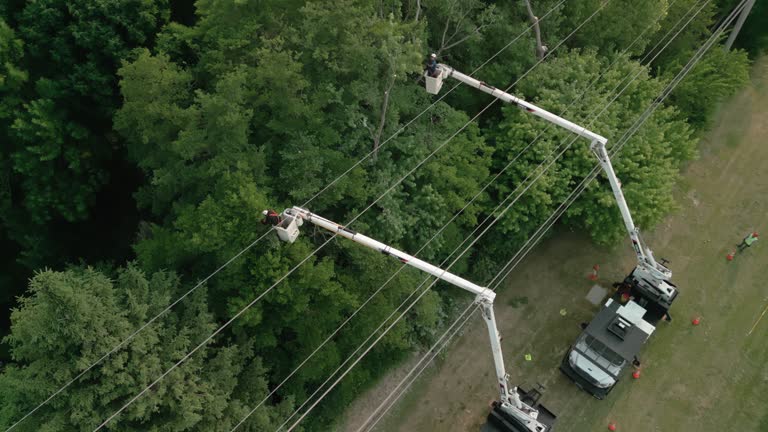 Best Storm Damage Tree Cleanup  in Mcguire Af, NJ