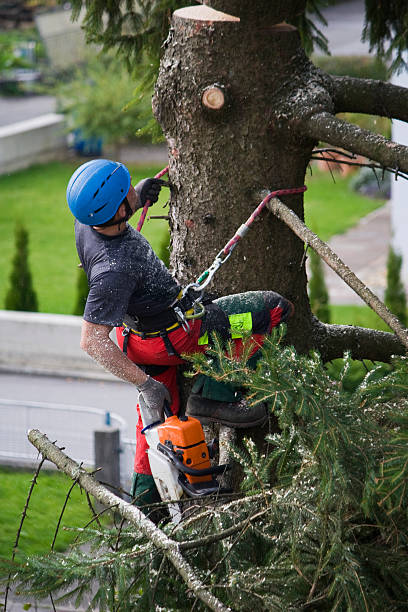 Best Storm Damage Tree Cleanup  in Mcguire Af, NJ