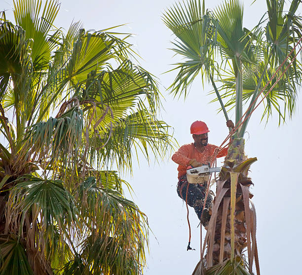 Trusted Mcguire Af, NJ Tree Removal Experts