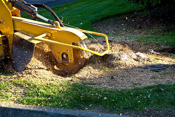  Mcguire Af, NJ Tree Removal Pros