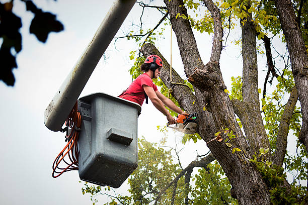 Best Tree Mulching  in Mcguire Af, NJ